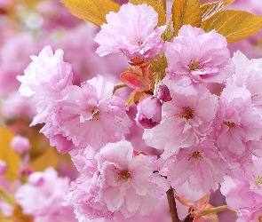 Kwiaty, Wiśnia japońska, Jasnoróżowe