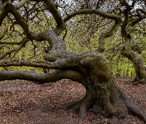 Konary, Buki karłowate, Krzywe, Drzewa