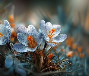 Kwiaty, Grafika AI, Krokusy