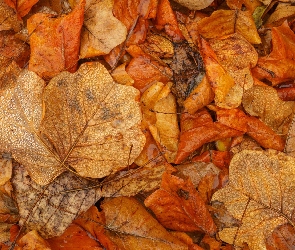 Jesień, Brązowe, Liście, Mokre