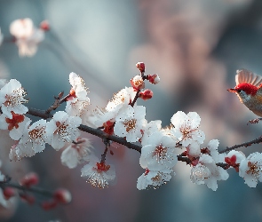 Kwiaty, Białe, Ptak, Grafika AI, Drzewo owocowe, Czerwony, Gałązka