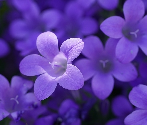 Fioletowych, Dzwonków, Kwiaty