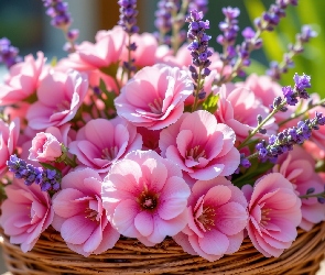 Koszyk, Lawenda, Różowe, Kwiaty