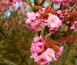 Wiśnia japońska, Drzewo owocowe, Kwitnąca, Gałązka