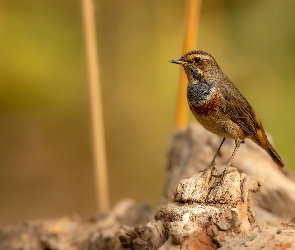 Ptak, Podróżniczek