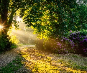 Różanecznik, Kwiaty, Alejka, Przebijające światło, Krzewy, Park, Drzewa
