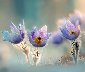 Grafika AI, Kwiaty, Cztery, Sasanki