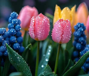 Krople, Tulipany, Mokre, Kwiaty