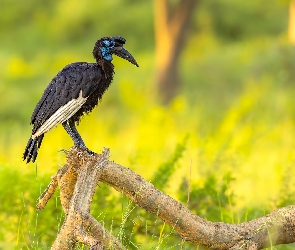 Trawa, Konar, Dzioborożec abisyński, Suchy