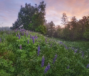 Łubiny, Drzewa, Łąka