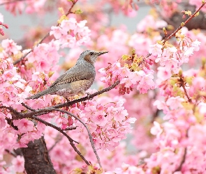 Wiśnia, Drzewo owocowe, Szczeciak rudouchy, Ptak, Różowe, Kwiaty