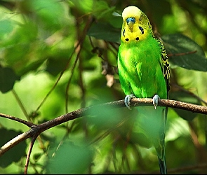Zielono, Gałąź, Papuga, Żółta