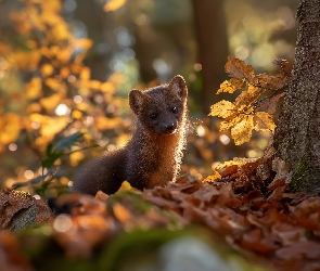 Grafika AI, Liście, Drzewo, Kuna leśna, Suche, Jesienne