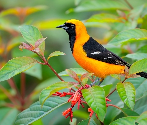 Ptak, Gałązki, Liściaste, Kacyk maskowy, Żółto-czarny