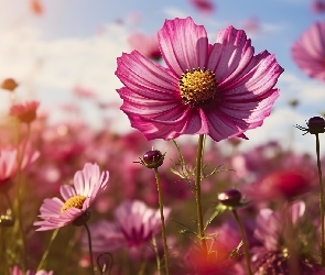 Niebo, Kosmea, Kwiaty, Różowa