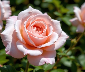 Rozświetlone, Liście, Różowe, Róże, Kwiaty