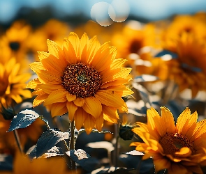 Liście, Słoneczniki, Kwiaty, Żółte