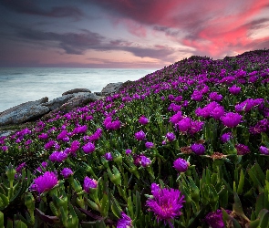 Chmury, Brzeg, Morze, Zachód słońca, Kamienie, Wybrzeże, Kwiaty