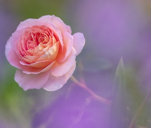 Rozkwitająca, Róża, Różowa