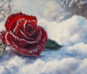 Szron, Śnieg, Czerwona, Śnieg, Róża, Listki