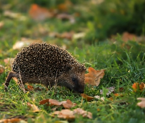 Trawa, Liście, Jeż, Pożółkłe