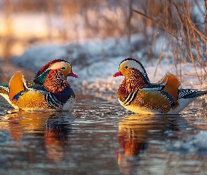 Grafika ai, Zarośla, Mandarynki, Kaczki, Staw, Zima