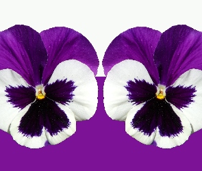 Bratki, Zbliżenie, Fioletowo-białe