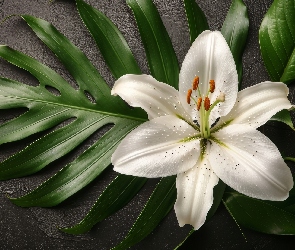 Liście, Pąk, Kwiat, Lilia