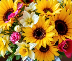Bukiet, Narcyzy, Kwiaty, Słoneczniki
