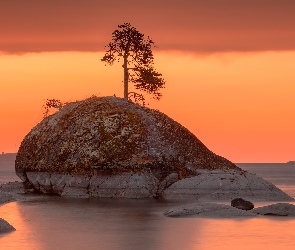 Drzewo, Skała, Karelia, Rosja, Jezioro, Ładoga