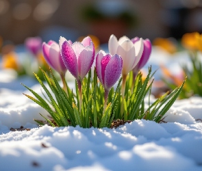 Krokusy, Liście, Śnieg