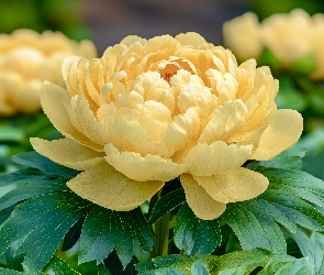 Żółta, AI, Liście, Piwonia, Kwiat