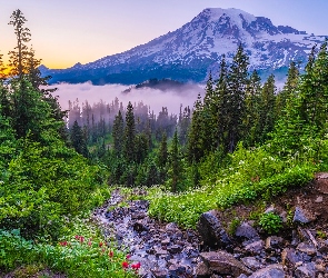 Mgła, Mount Rainier, Waszyngton, Drzewa, Góra, Stany Zjednoczone, Park Narodowy Mount Rainier