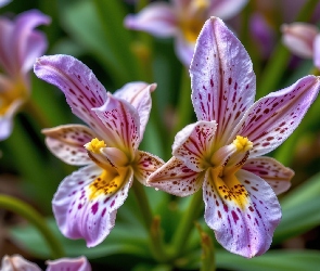 Kwiaty, Fioletowe, Dwa, Nakrapiane