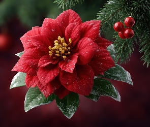 Czerwony, Gałązka, Kwiat