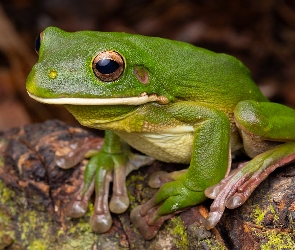 Zielona, Żaba, Rzekotka