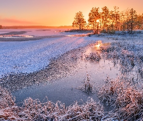 Słoneczny, Oszronione, Jezioro, Dzień, Szuwary, Zima, Drzewa