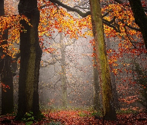 Drzewa, Mgła, Liście, Jesień, Las