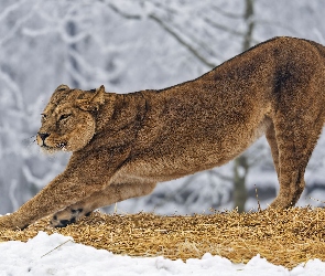 Drapieżnik, Śnieg, Lwica