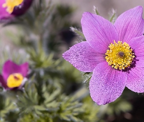 Sasanka, Rozkwitnięta, Kwiaty, Sasanki