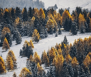 Wzgórze, Drzewa, Iglasty, Las, Zima