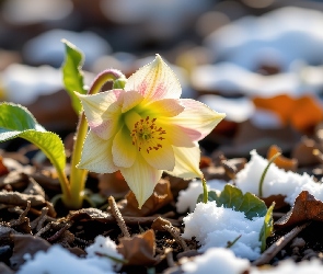 Grafika AI, Śnieg, Żółty, Kwiat, Ciemiernik, Liście
