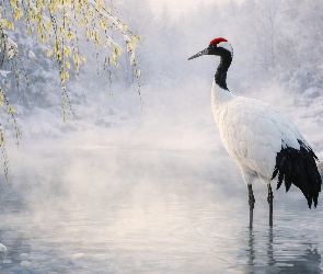 Woda, Roślinność, Zima, Gałęzie, Żuraw mandżurski