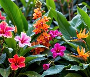 Liście, Storczyki, Kwiaty, Hibiskusy