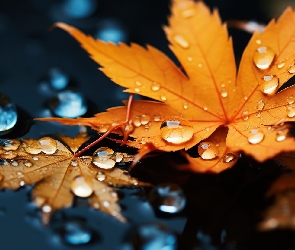 Grafika, Krople, Liście, Klon