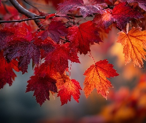 Grfika AI, Klon, Czerwone, Liście