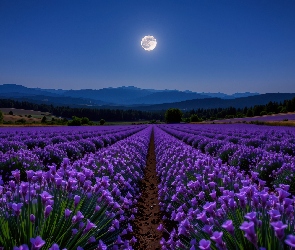 Noc, Księżyc, Fioletowe, Grafika AI, Góry, Pole, Kwiaty