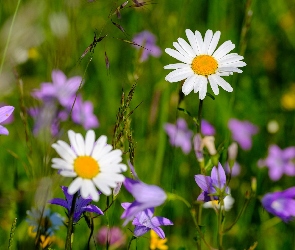 Stokrotki, Trawa, Kwiaty