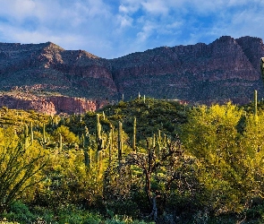 Arizona, Góry, Stany Zjednoczone, Sonoran Desert, Kaktusy, Pustynia, Krzewy, Superstition Mountains