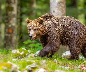 Idący, Niedźwiedź brunatny